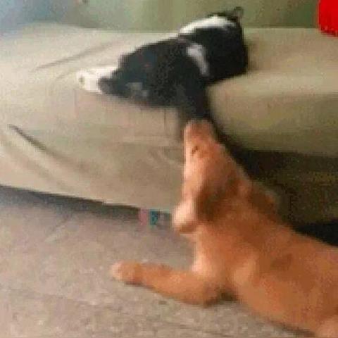 (猫看到人亲热什么想法)当猫看到人亲热心里会想什么？它的脑海里隐藏着怎样的秘密？