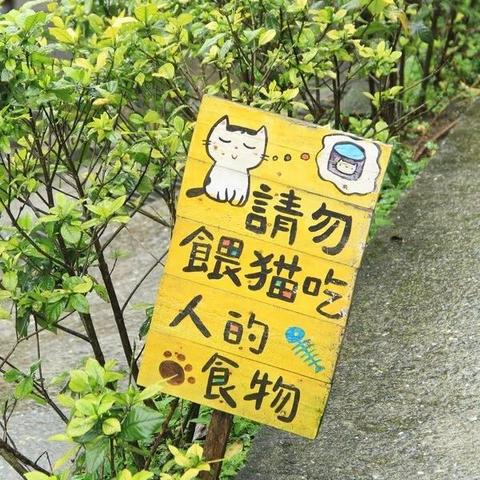 (猫看到人亲热什么想法)当猫看到人亲热心里会想什么？它的脑海里隐藏着怎样的秘密？