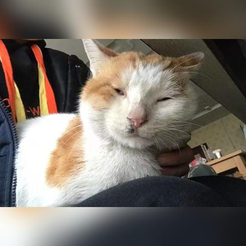 每次吸猫都有意外攻略：让你的猫咪更加亲近，分享快乐和温馨的秘诀！