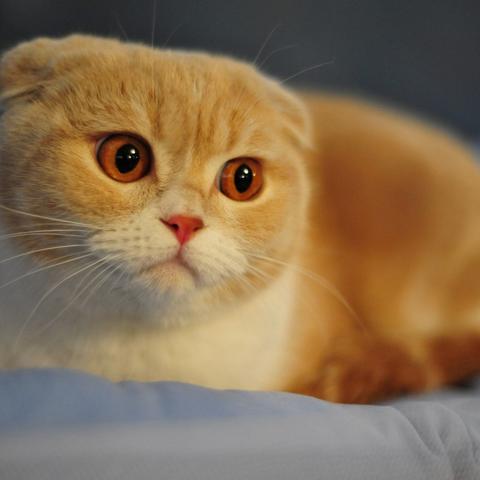 每次吸猫都有意外攻略：让你的猫咪更加亲近，分享快乐和温馨的秘诀！