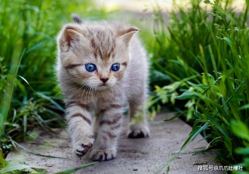 (猫咪的生活空间)猫宅一生：探寻猫咪内心世界，揭秘它们的生活密码与乐趣所在