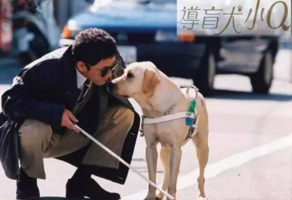 (导盲犬历险记)汪汪汪奇迹再现：细数历年全球导盲犬逆袭故事中的感人时刻