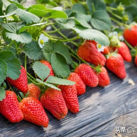 肝仙归来GG修改：挥别逆风前行，全新升级再展辉煌