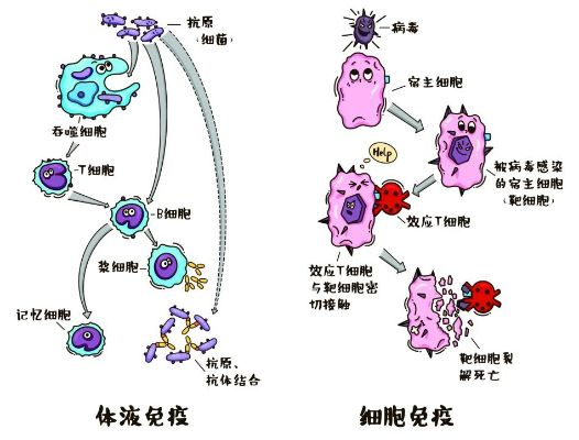 细胞大作战第一季：揭示生命奥秘，带你深度了解人体免疫系统运作机制