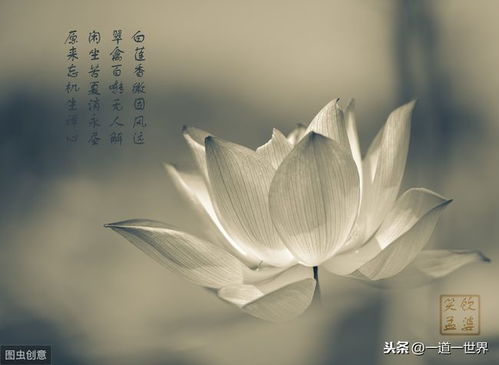 探秘天门冬的养生之道：如何通过服食成仙实现身体与灵魂的升华
