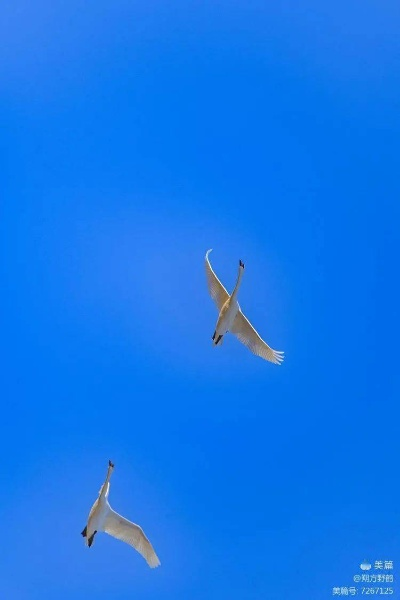 小鸟爱飞翔贴吧：探寻天空之美，分享飞行乐趣，结交同好伙伴，畅谈飞翔心得