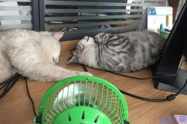 (什么温度下会让猫中暑?注意宠物健康呢)什么温度下会让猫中暑？注意宠物健康！