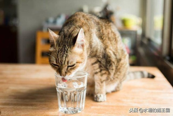 (什么温度下会让猫中暑?注意宠物健康呢)什么温度下会让猫中暑？注意宠物健康！